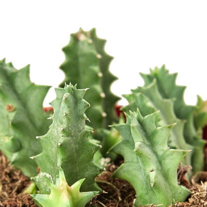 Cactus 'Lifesaver' Indoor Plant - Mental Houseplants™