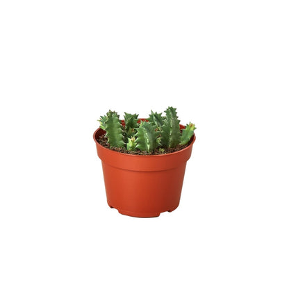 Cactus 'Lifesaver' Indoor Plant - Mental Houseplants™