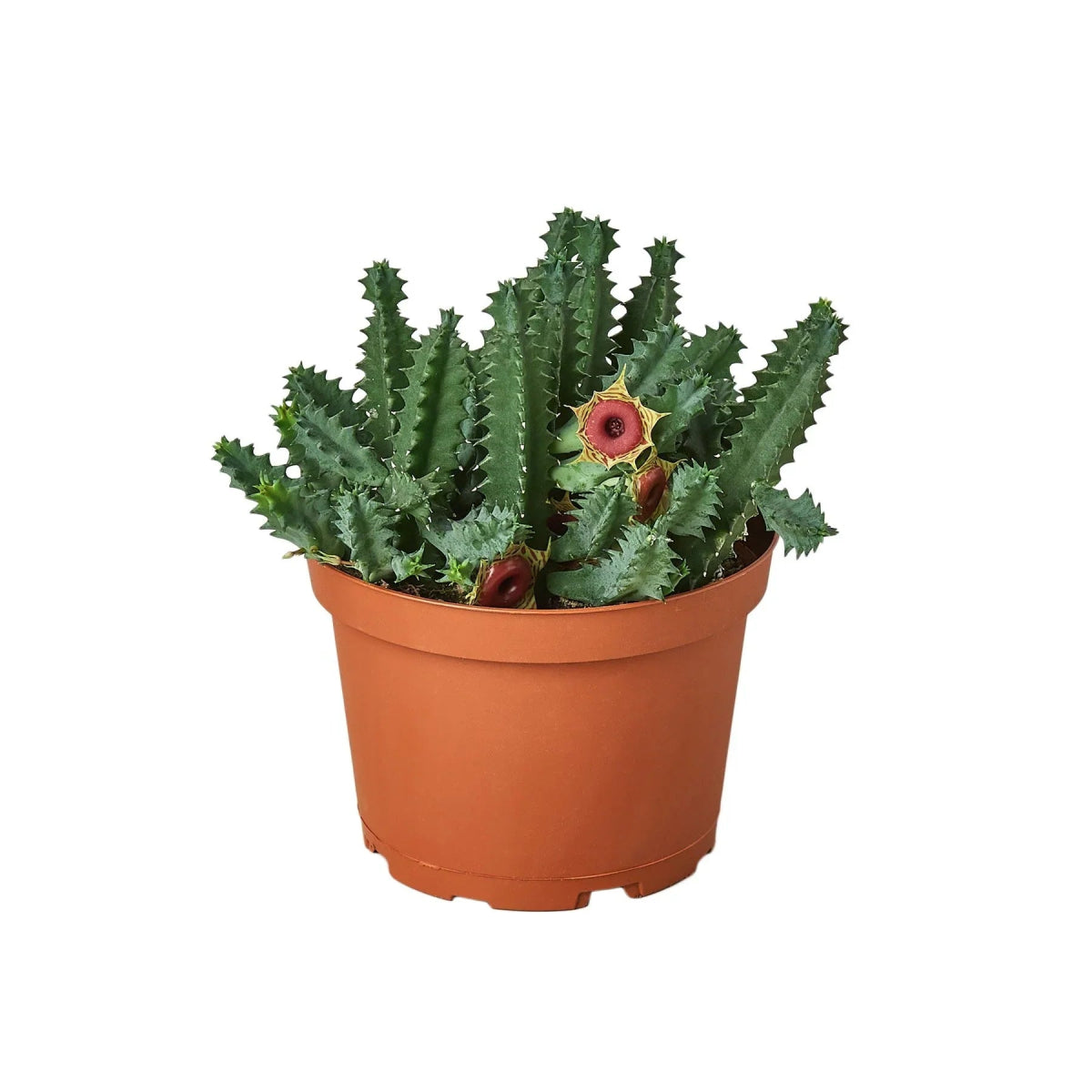 Cactus 'Lifesaver' Indoor Plant - Mental Houseplants™