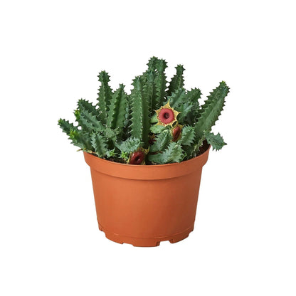 Cactus 'Lifesaver' Indoor Plant - Mental Houseplants™