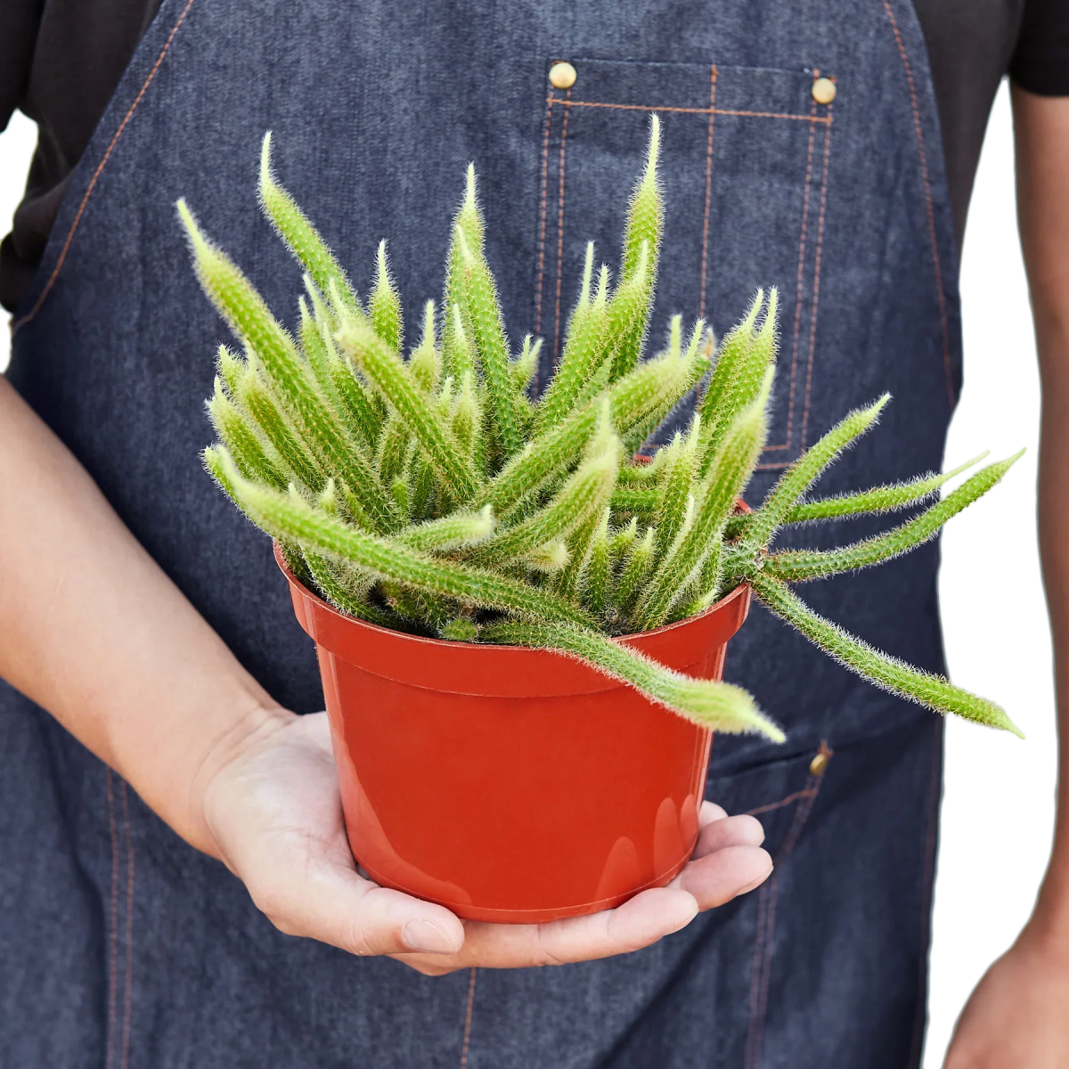 Cactus 'Rat Tail' Indoor Plant - Mental Houseplants™