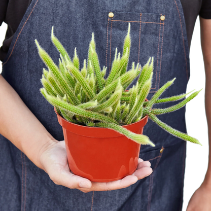 Cactus 'Rat Tail' Indoor Plant - Mental Houseplants™