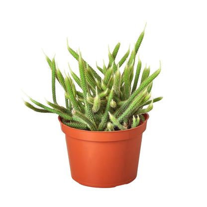 Cactus 'Rat Tail' Indoor Plant - Mental Houseplants™