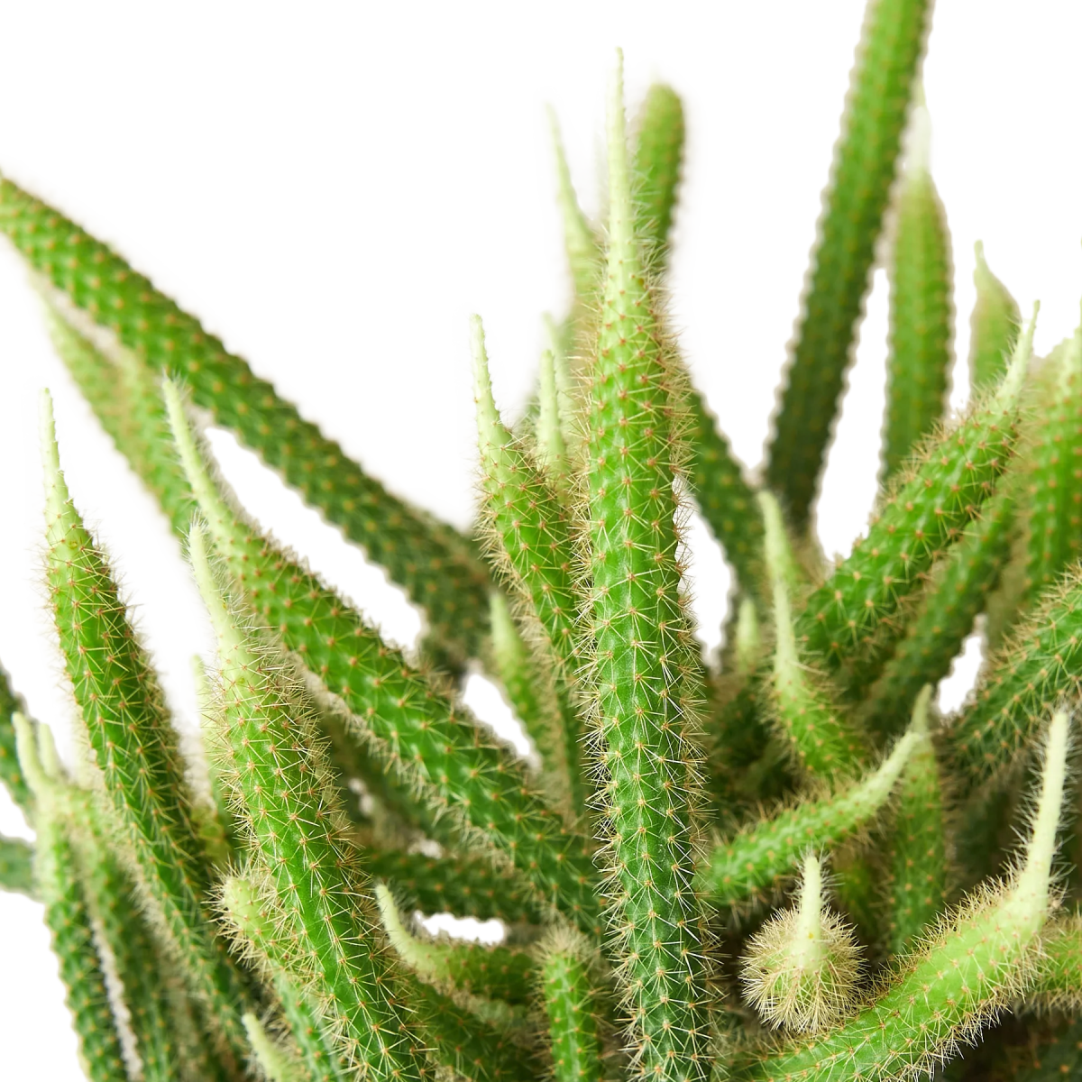 Cactus 'Rat Tail' Indoor Plant - Mental Houseplants™