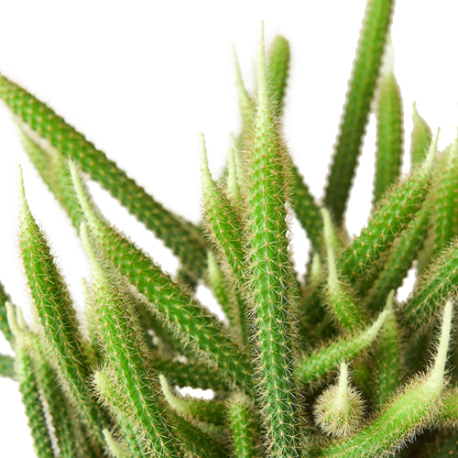 Cactus 'Rat Tail' Indoor Plant - Mental Houseplants™