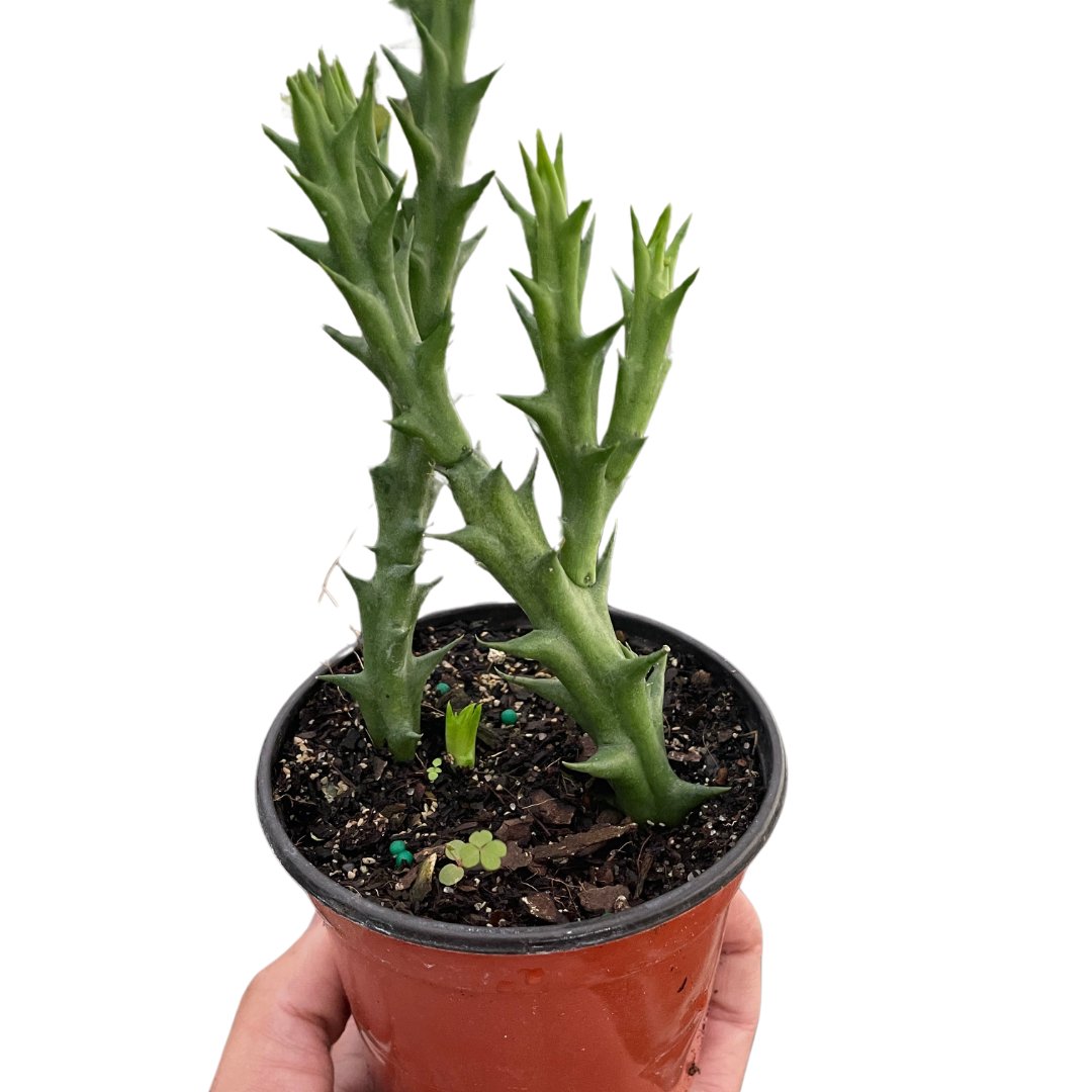 Cactus 'Starfish' Indoor Plant - Mental Houseplants™