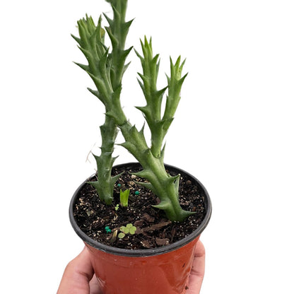 Cactus 'Starfish' Indoor Plant - Mental Houseplants™