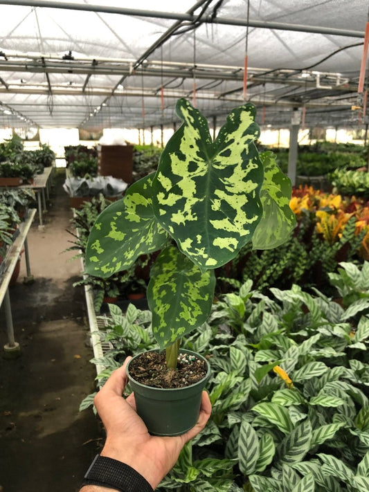 Caladium 'Hilo Beauty' Indoor Plant - Mental Houseplants™