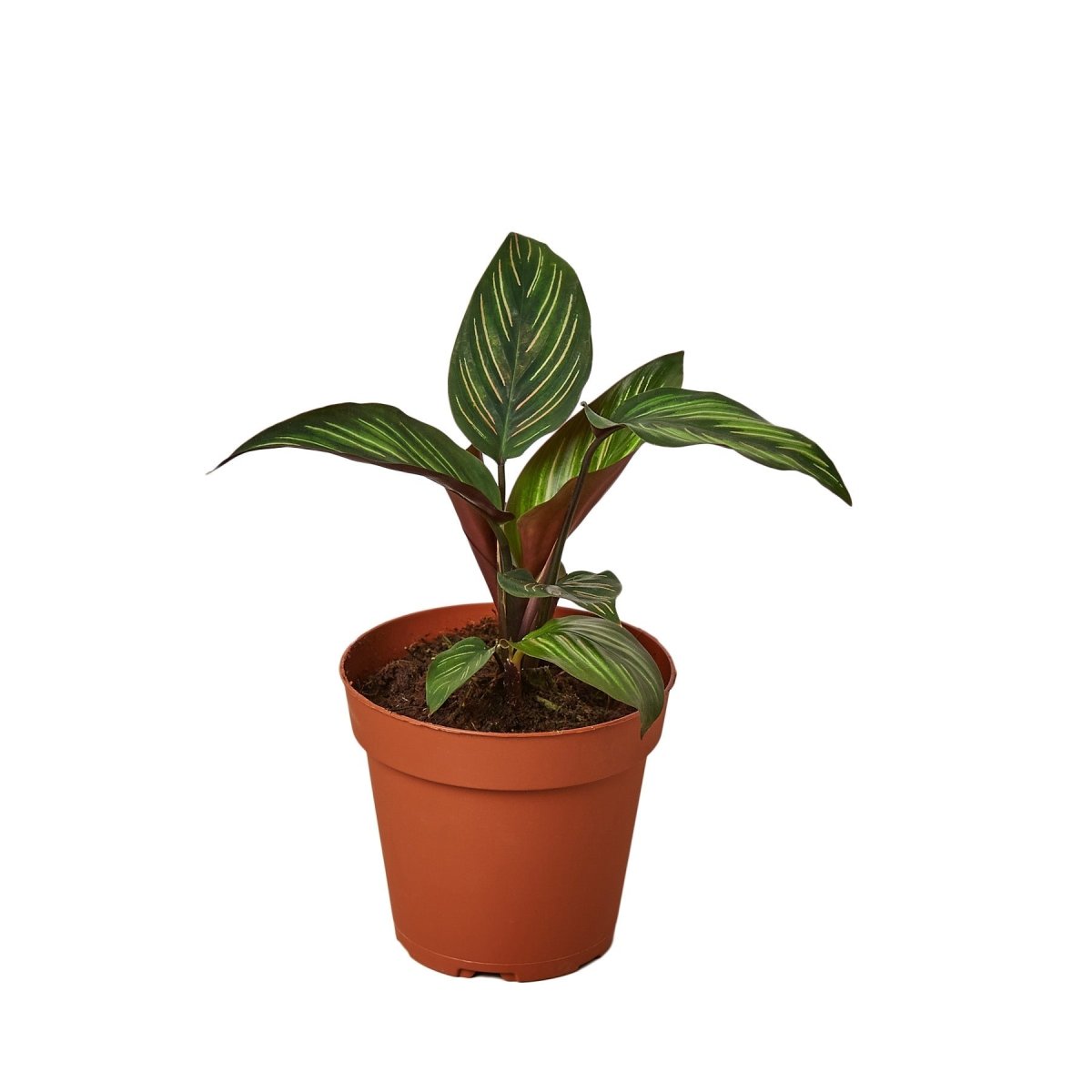 Calathea 'Beauty Star' Indoor Plant - Mental Houseplants™