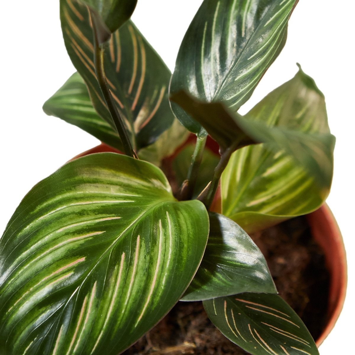 Calathea 'Beauty Star' Indoor Plant - Mental Houseplants™