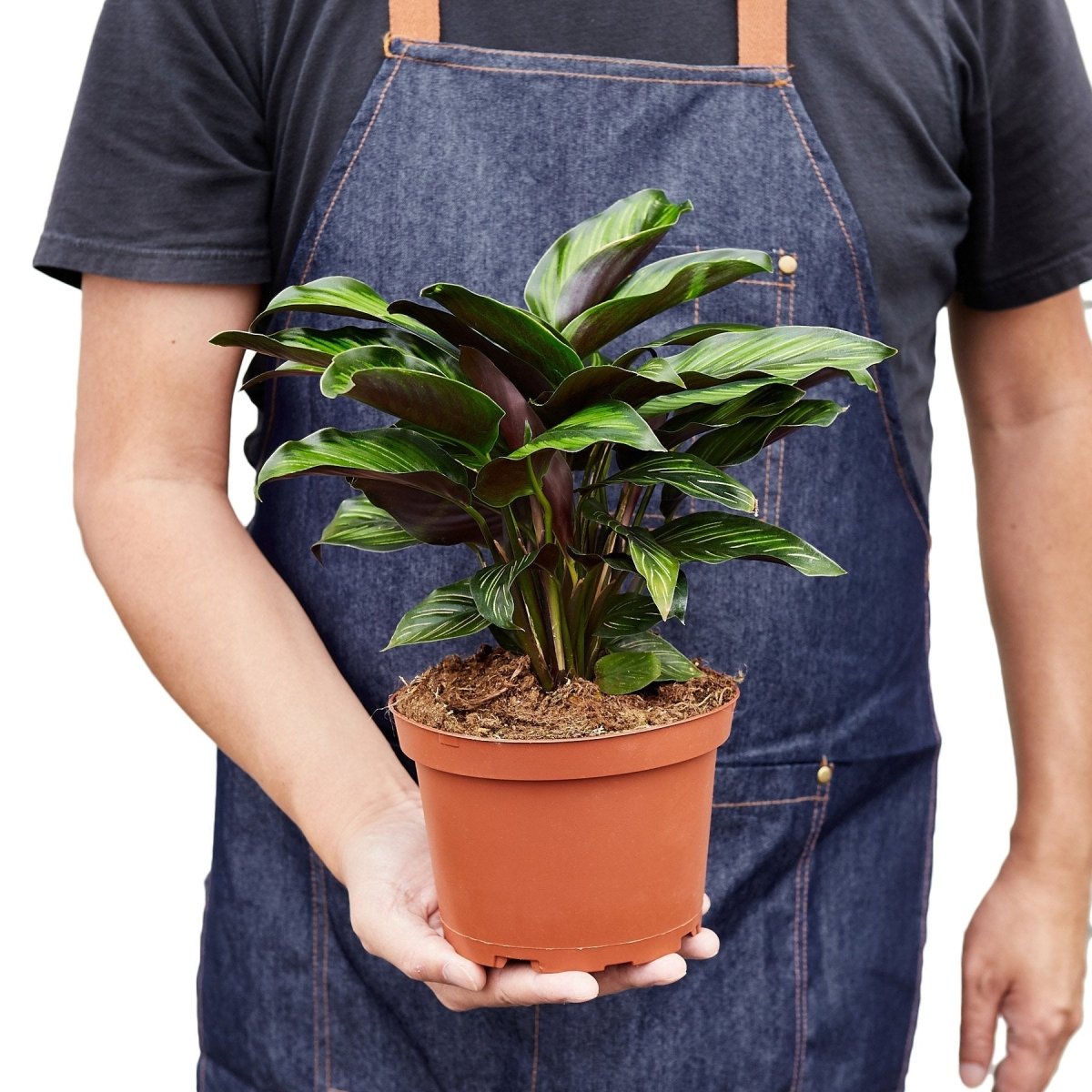 Calathea 'Beauty Star' Indoor Plant - Mental Houseplants™