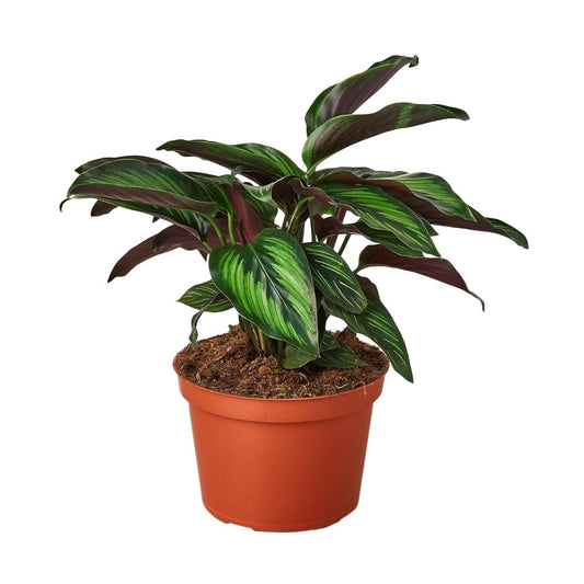 Calathea 'Beauty Star' Indoor Plant - Mental Houseplants™