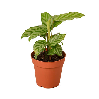 Calathea 'Freddie' Indoor Plant - Mental Houseplants™