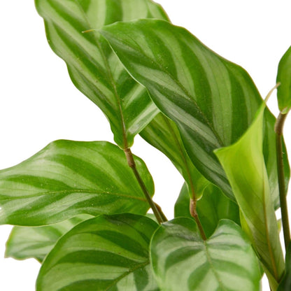 Calathea 'Freddie' Indoor Plant - Mental Houseplants™