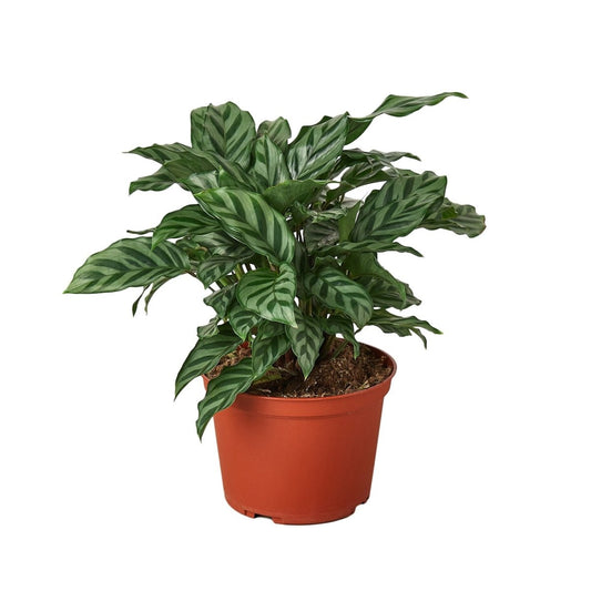 Calathea 'Freddie' Indoor Plant - Mental Houseplants™