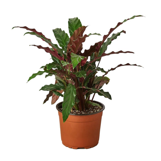 Calathea 'Furry Feather' Indoor Plant - Mental Houseplants™