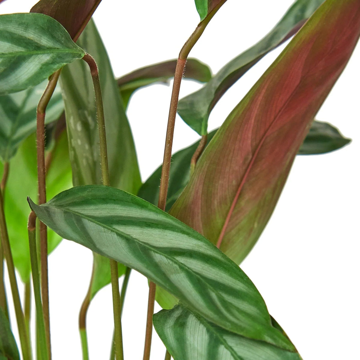 Calathea 'Grey Star' Indoor Plant - Mental Houseplants™