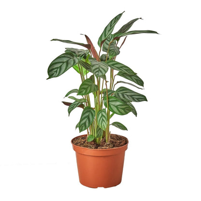 Calathea 'Grey Star' Indoor Plant - Mental Houseplants™