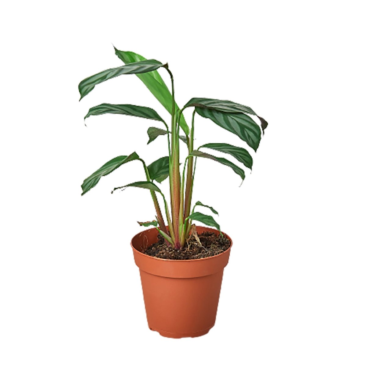 Calathea 'Grey Star' Indoor Plant - Mental Houseplants™