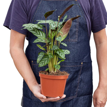 Calathea 'Grey Star' Indoor Plant - Mental Houseplants™