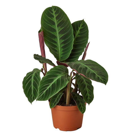 Calathea 'Jungle Velvet' Indoor Plant - Mental Houseplants™