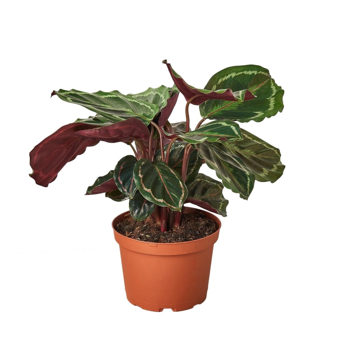 Calathea 'Medallion' Indoor Plant - Mental Houseplants™