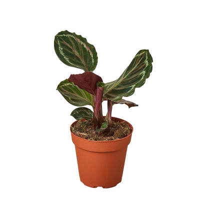 Calathea 'Medallion' Indoor Plant - Mental Houseplants™