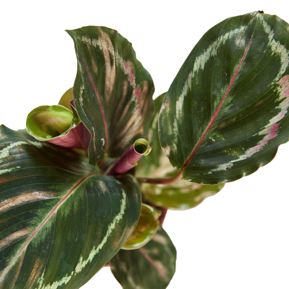 Calathea 'Medallion' Indoor Plant - Mental Houseplants™