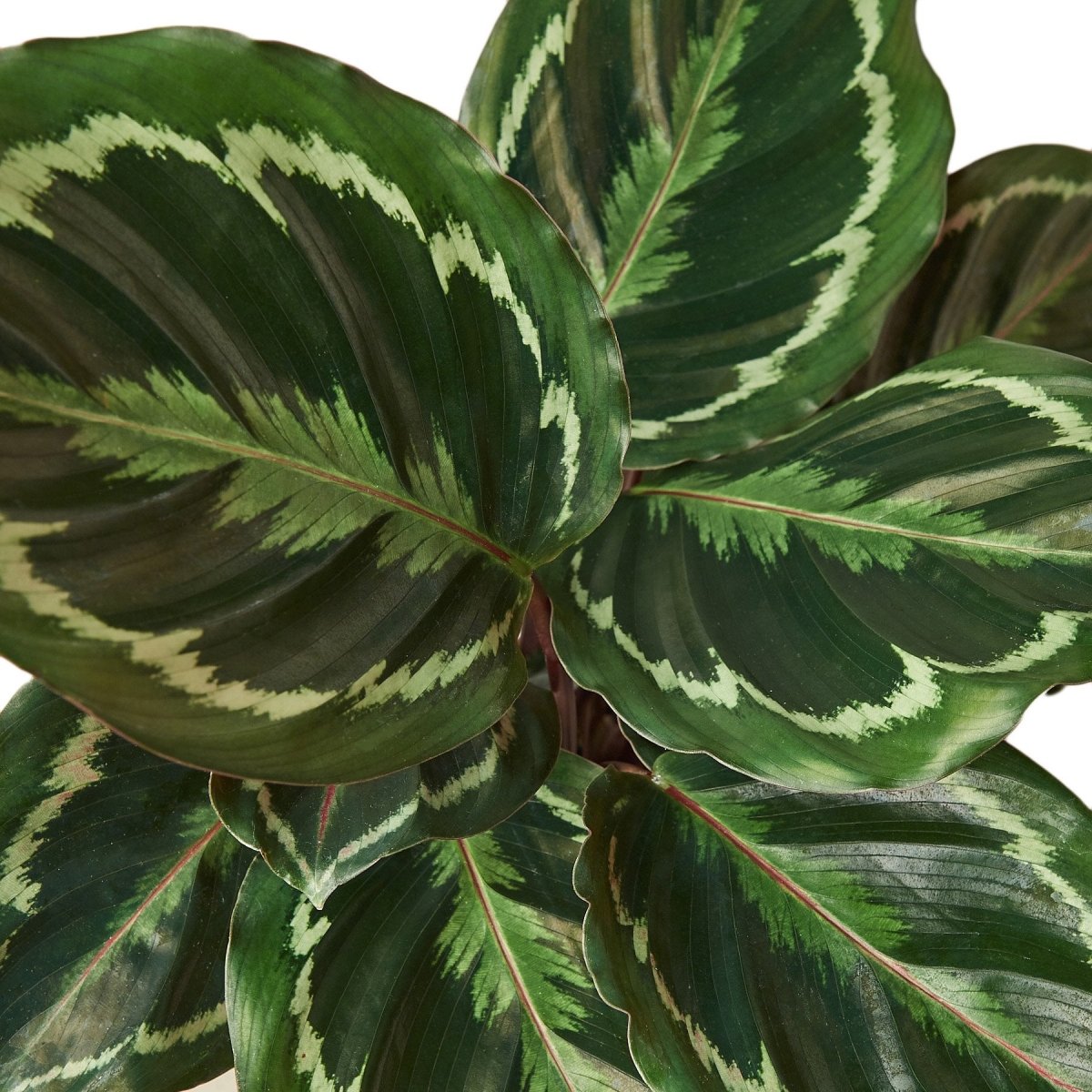 Calathea 'Medallion' Indoor Plant - Mental Houseplants™