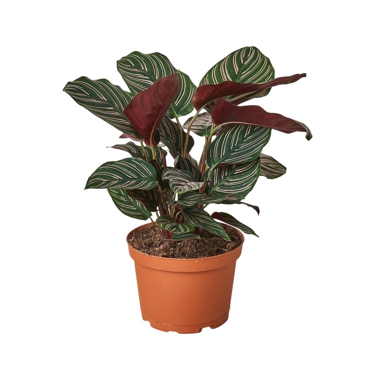 Calathea 'Pin Stripe' Indoor Plant - Mental Houseplants™