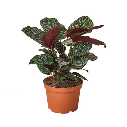 Calathea 'Pin Stripe' Indoor Plant - Mental Houseplants™