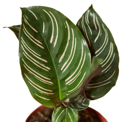 Calathea 'Pin Stripe' Indoor Plant - Mental Houseplants™