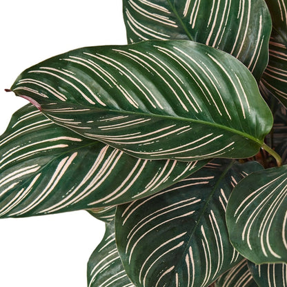 Calathea 'Pin Stripe' Indoor Plant - Mental Houseplants™