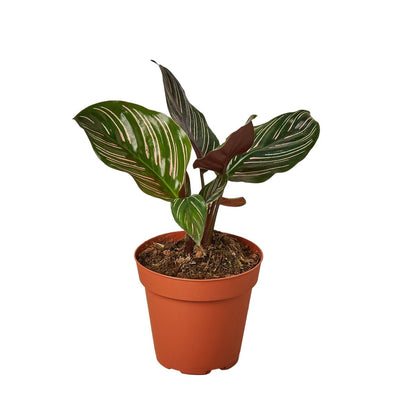 Calathea 'Pin Stripe' Indoor Plant - Mental Houseplants™