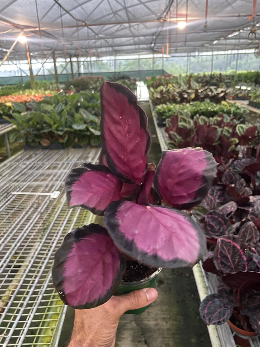 Calathea 'Purple Rose' Indoor Plant - Mental Houseplants™