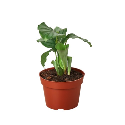 Calathea 'Round - Leaf' Indoor Plant - Mental Houseplants™