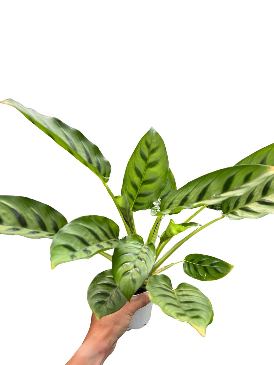 Calathea 'Shadow Plant' Indoor Plant - Mental Houseplants™