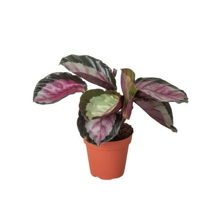 Calathea 'Silvia' Indoor Plant - Mental Houseplants™