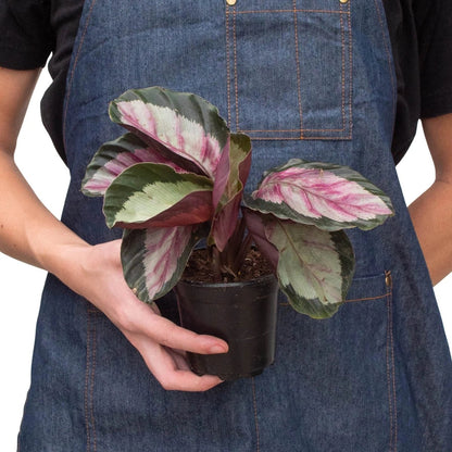 Calathea 'Silvia' Indoor Plant - Mental Houseplants™