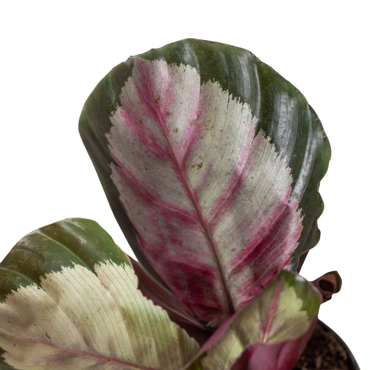 Calathea 'Silvia' Indoor Plant - Mental Houseplants™