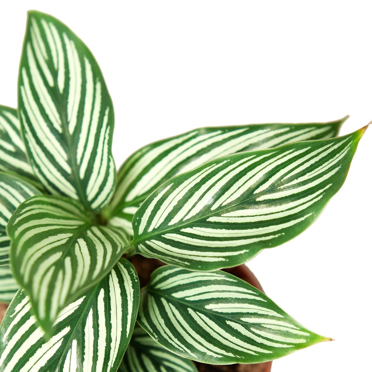 Calathea 'Vittata' Indoor Plant - Mental Houseplants™