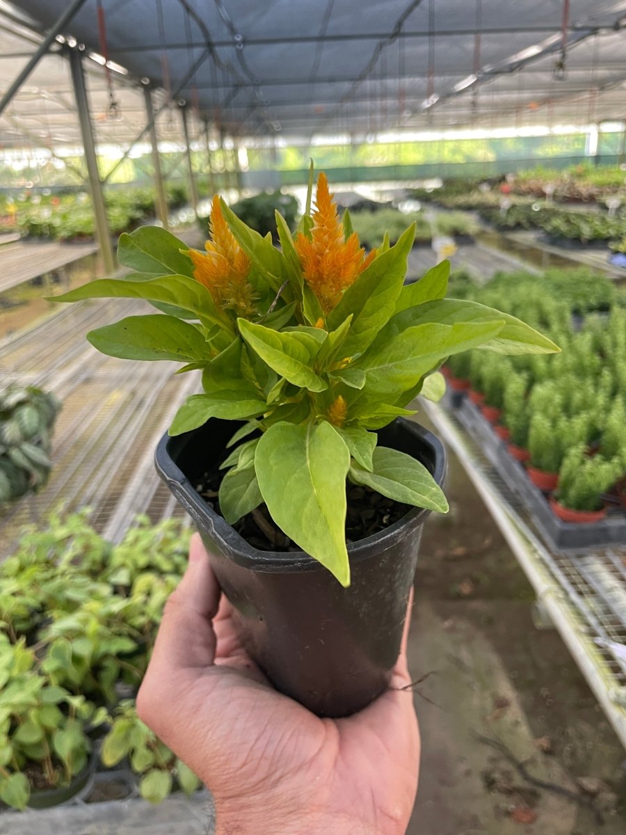 Celosia 'Crested Cock's - Comb' Indoor Plant - Mental Houseplants™