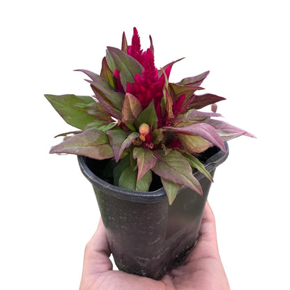 Celosia 'Crested Cock's - Comb' Indoor Plant - Mental Houseplants™