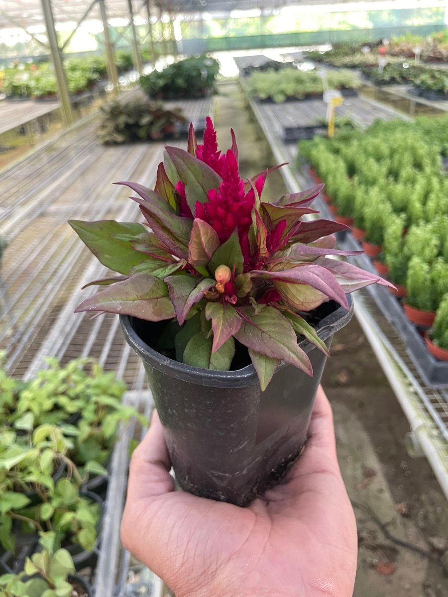 Celosia 'Crested Cock's - Comb' Indoor Plant - Mental Houseplants™