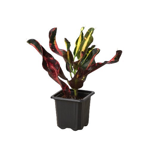 Croton 'Mammy' Indoor Plant - Mental Houseplants™