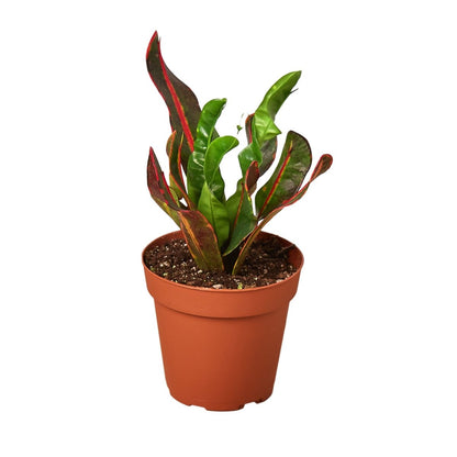 Croton 'Mammy' Indoor Plant - Mental Houseplants™