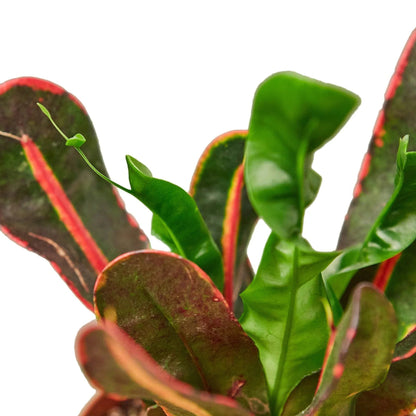 Croton 'Mammy' Indoor Plant - Mental Houseplants™