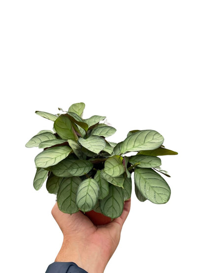 Ctenanthe 'Fishbone' Indoor Plant - Mental Houseplants™