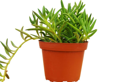 Curio 'Fish Hooks' Indoor Plant - Mental Houseplants™