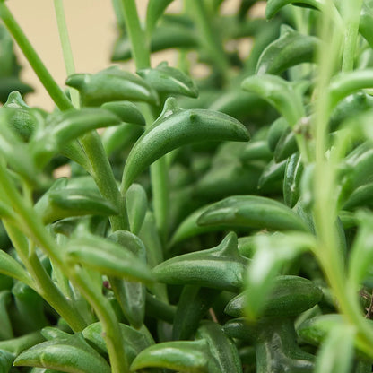 Curio 'String of Dolphins' Indoor Plant - Mental Houseplants™